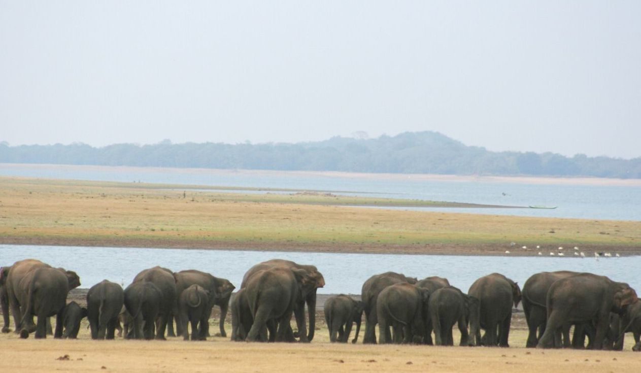 Safari track in Sri Lanka